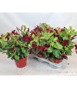 Dipladenia Mix pot 14cm