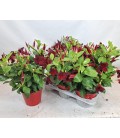 Dipladenia Mix pot 14cm