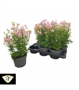 Delphinium ocean pink Ø 17