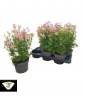 Delphinium ocean pink Ø 17