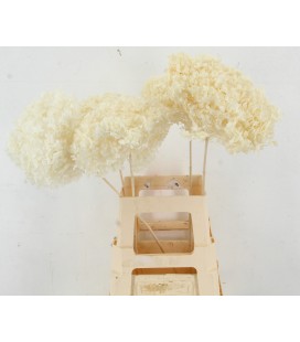 Hortensia Stab 50 cm la tige