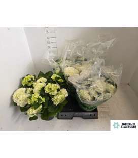 Hortensia ov Ø 19 H 40