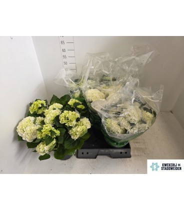 Hortensia ov Ø 19 H 40