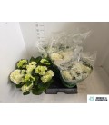 Hortensia ov Ø 19 H 40