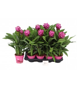Curcuma siam sanna Ø 14