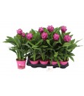 Curcuma siam sanna Ø 14