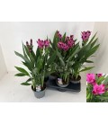 Curcuma pot 17 cm h 70 siam splash