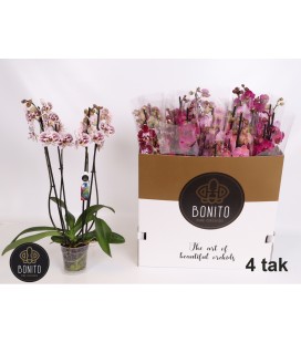 Phalaenopsis mix coul Ø12 h 65 4b