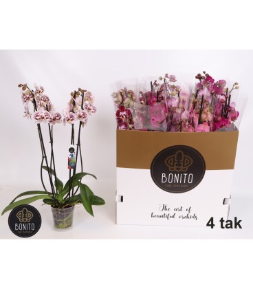 Phalaenopsis mix coul Ø12 h 60 3b