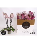 Phalaenopsis mix coul Ø12 h 60 3b