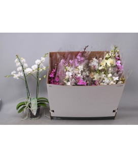 Phalaenopsis Mf mix Ø 12 h 55 3 B