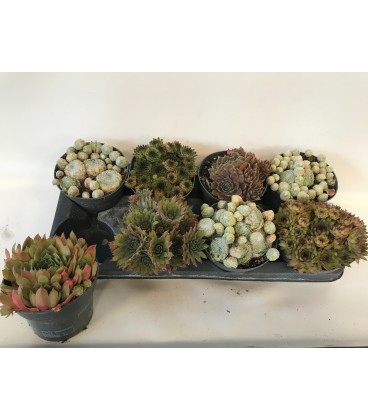 Sempervivum Ø14