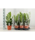 Zamioculcas pot de 17 H 65