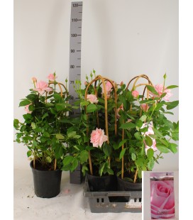 Rosier classic select Ø 22 h 80