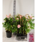 Rosier classic select Ø22 h 80