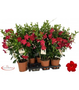 Dipladenia Sun Scarlett pot 17 h 55