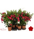 Dipladenia Sun Scarlett pot 17 h 55