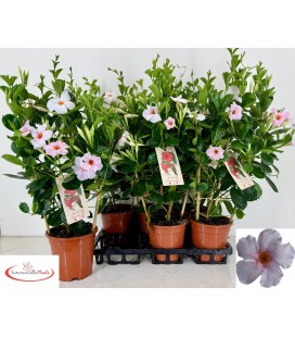 Dipladenia sun cream Ø 17 h 55