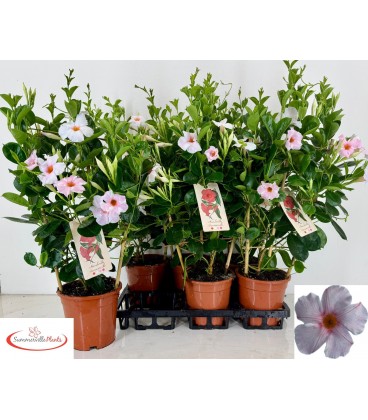 Dipladenia sun cream Ø 19 h 65
