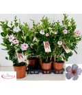 Dipladenia sun cream Ø 17 h 55