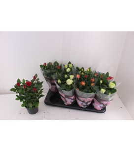 Rosier mix pot de 13