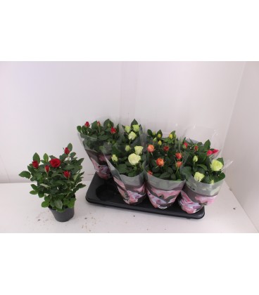 Rosier mix pot de 13