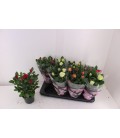 Rosier mix pot de 13