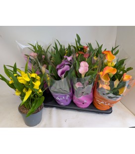 Calla mix Ø 14 h 40
