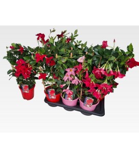 Dipladenia Pot de 17 h 60 mix