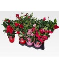 Dipladenia Pot de 17 h 60 mix