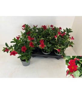 Dipladenia Rio white Ø 14