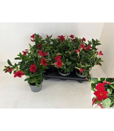 Dipladenia Rio white Ø 14 h 30