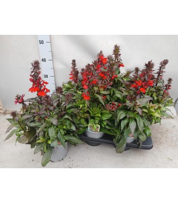 Lobelia scarlet pot de 15