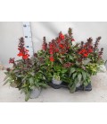 Lobelia scarlet pot de 15