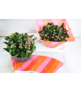 Kalanchoe coupe carnal Ø 23