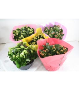 Kalanchoe coupe 23 cm diff coul