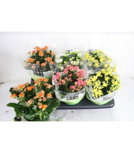 Kalanchoe pot de 15