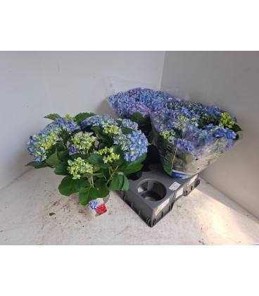 Hortensia Blauer zwerg Ø 15 h 40