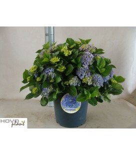 Hortensia hight river Ø 29 H 55