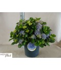 Hortensia hight river Ø 29 H 55