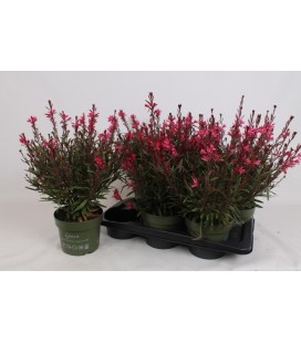 Gaura rose Ø 17