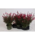 Gaura rose Ø 17