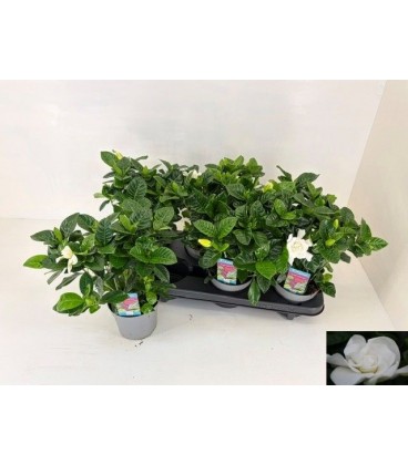 Gardenia pot de 13