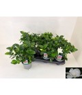 Gardenia jasminoide pot de 13