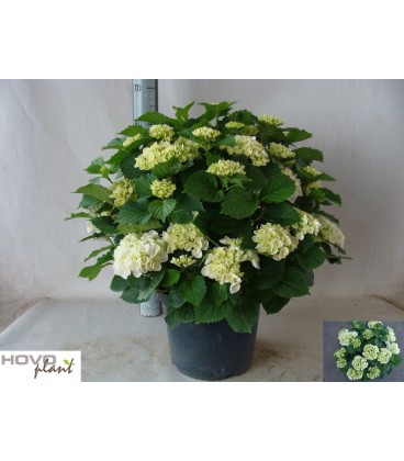 Hortensia Chrystal palace Ø32 h 60 