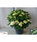 Hortensia Chrystal palace Ø 29 H 65