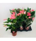 Anthurium Explosion Pot de 17