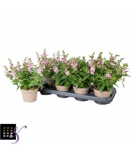 Angelonia lavender Ø 12