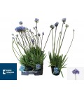 Agapanthe pot de 32 h 125