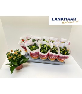 Kalanchoe Ø 10.5